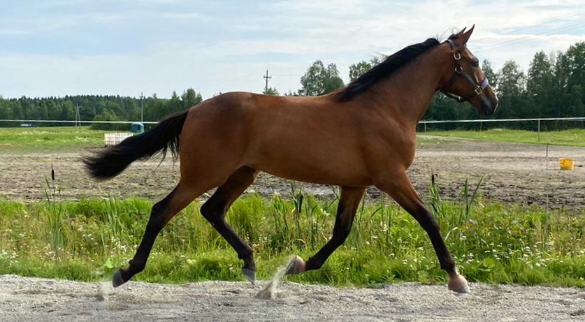 Champlain Wania